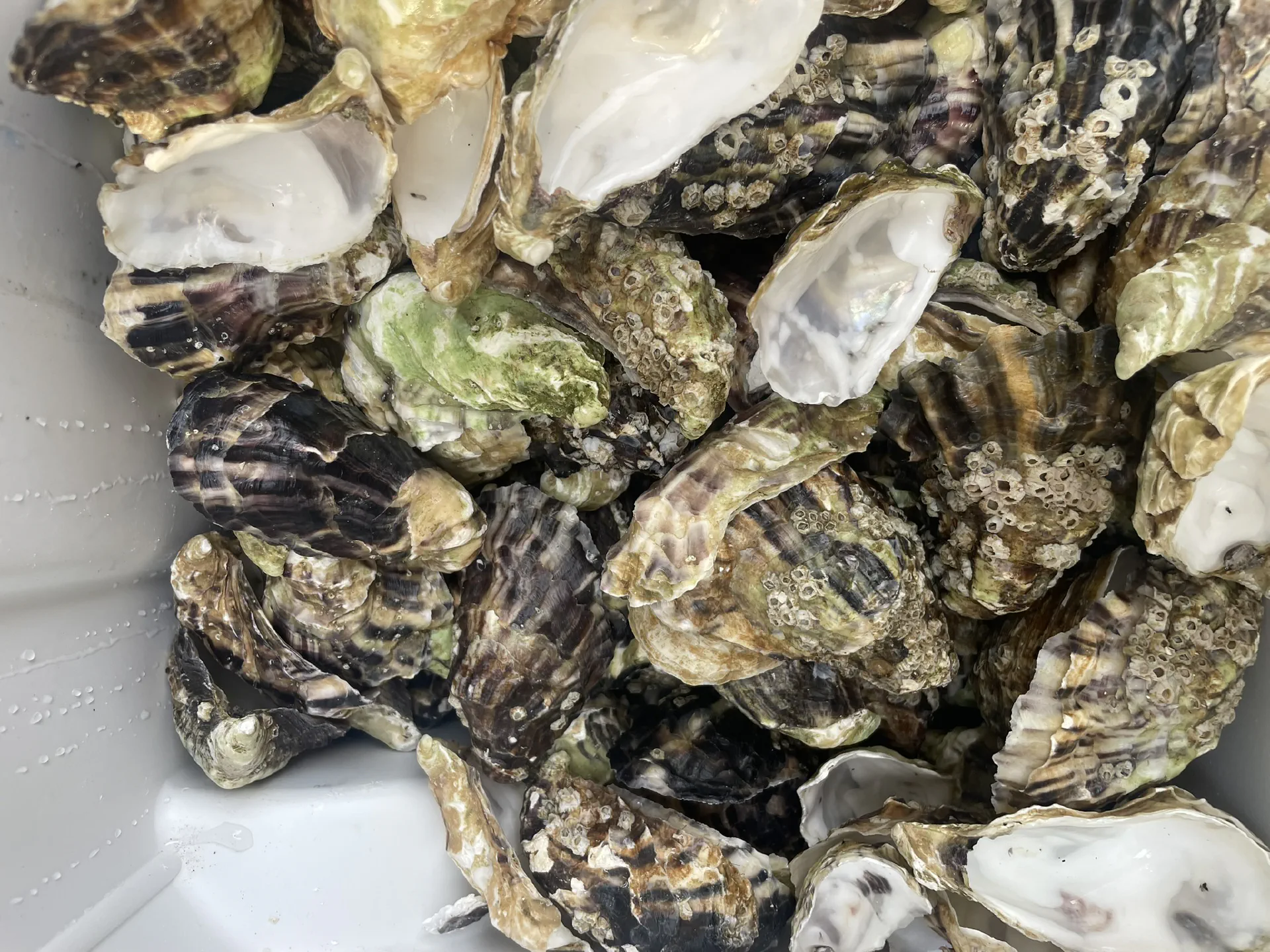 Waste oyster shells from Wright Brothers’ Borough Market restaurant, prepared for reuse.