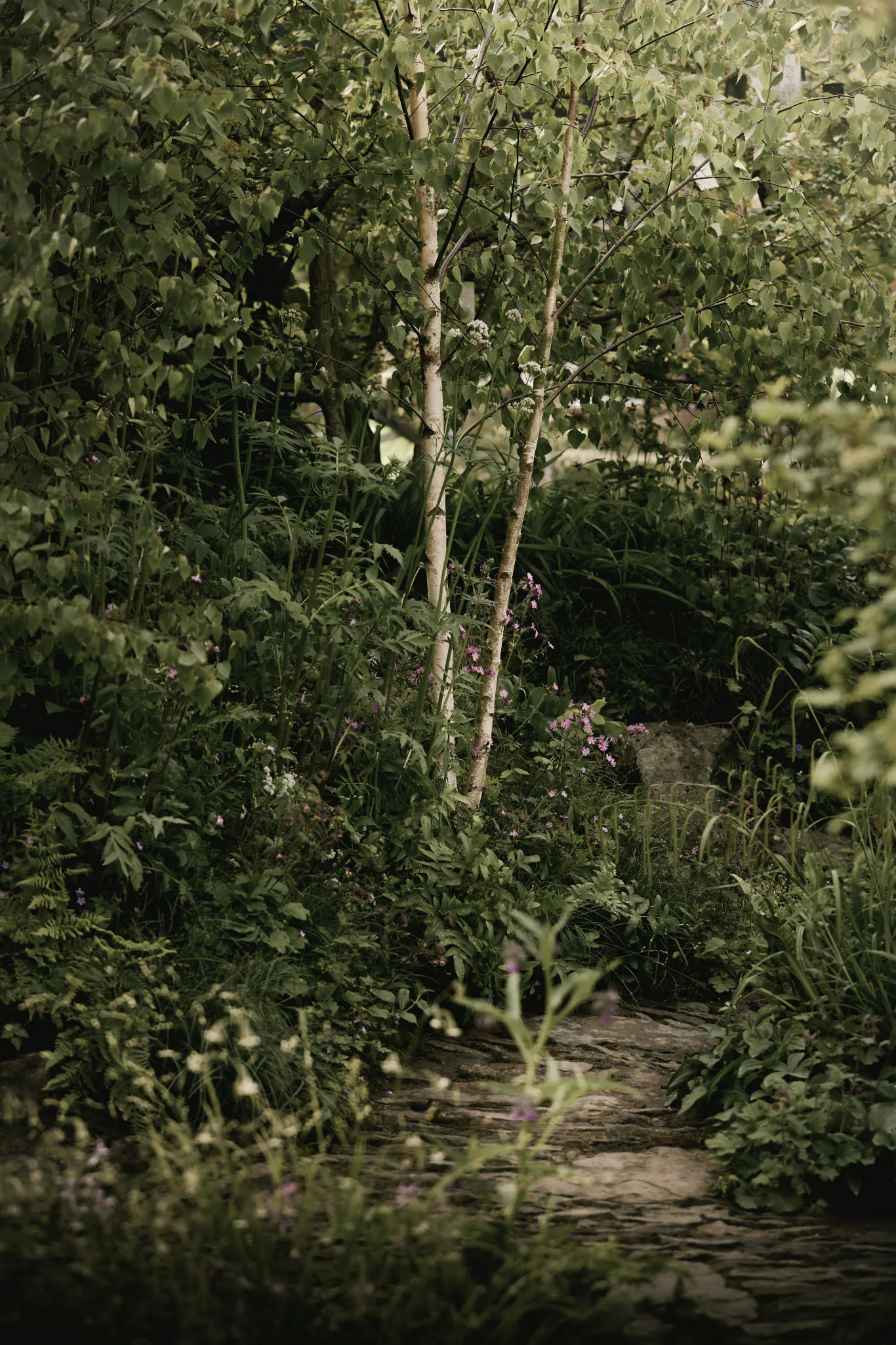 RHS Chelsea Forgotten Forests