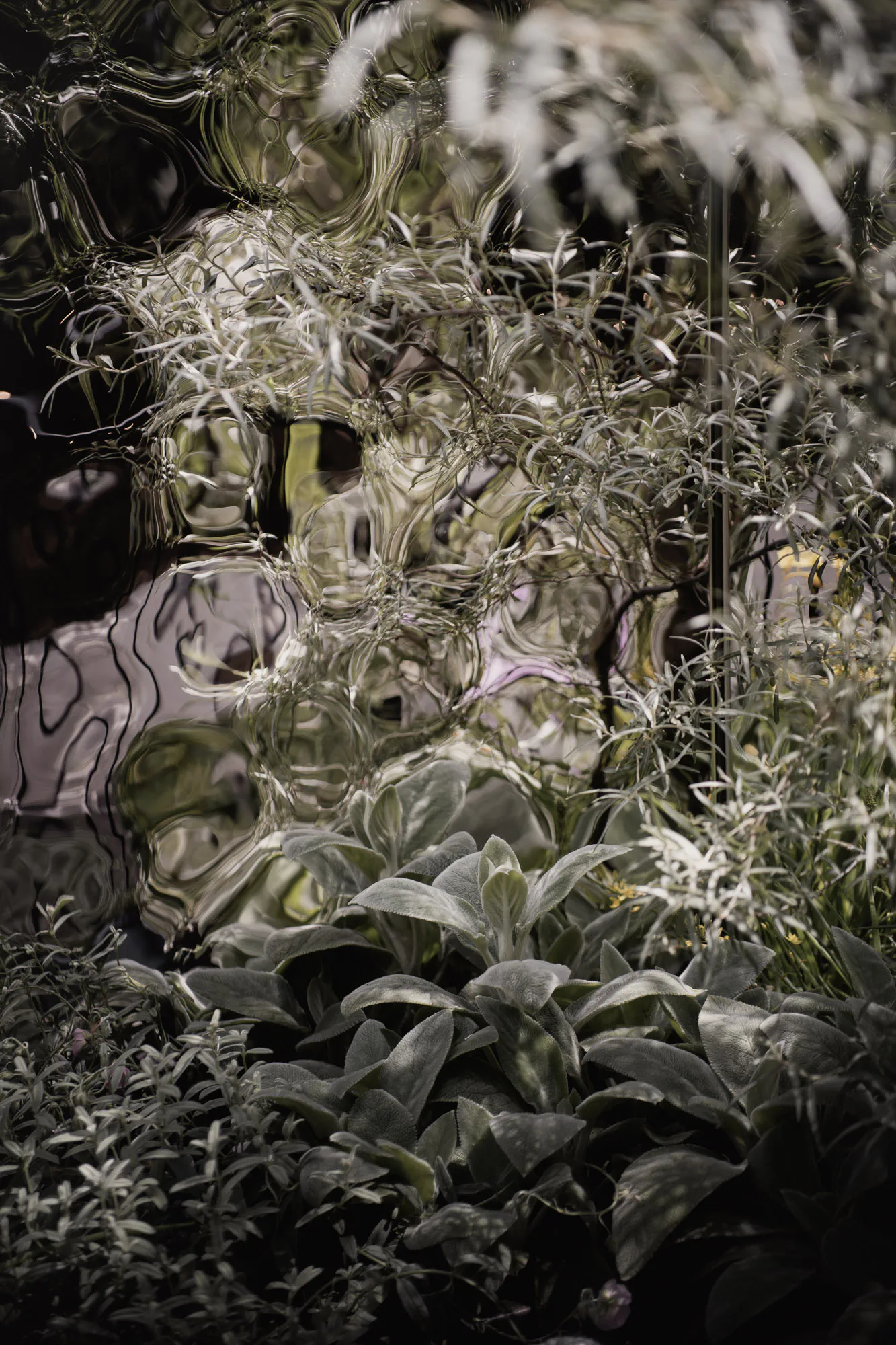 RHS Chelsea Forgotten Forests