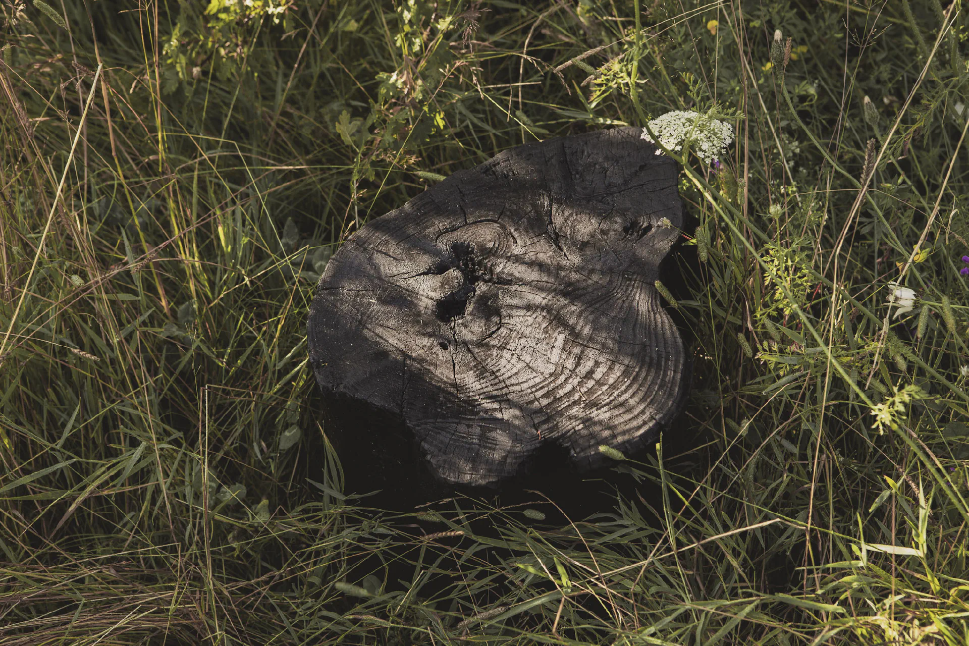 Woodland Trust: 49% Garden