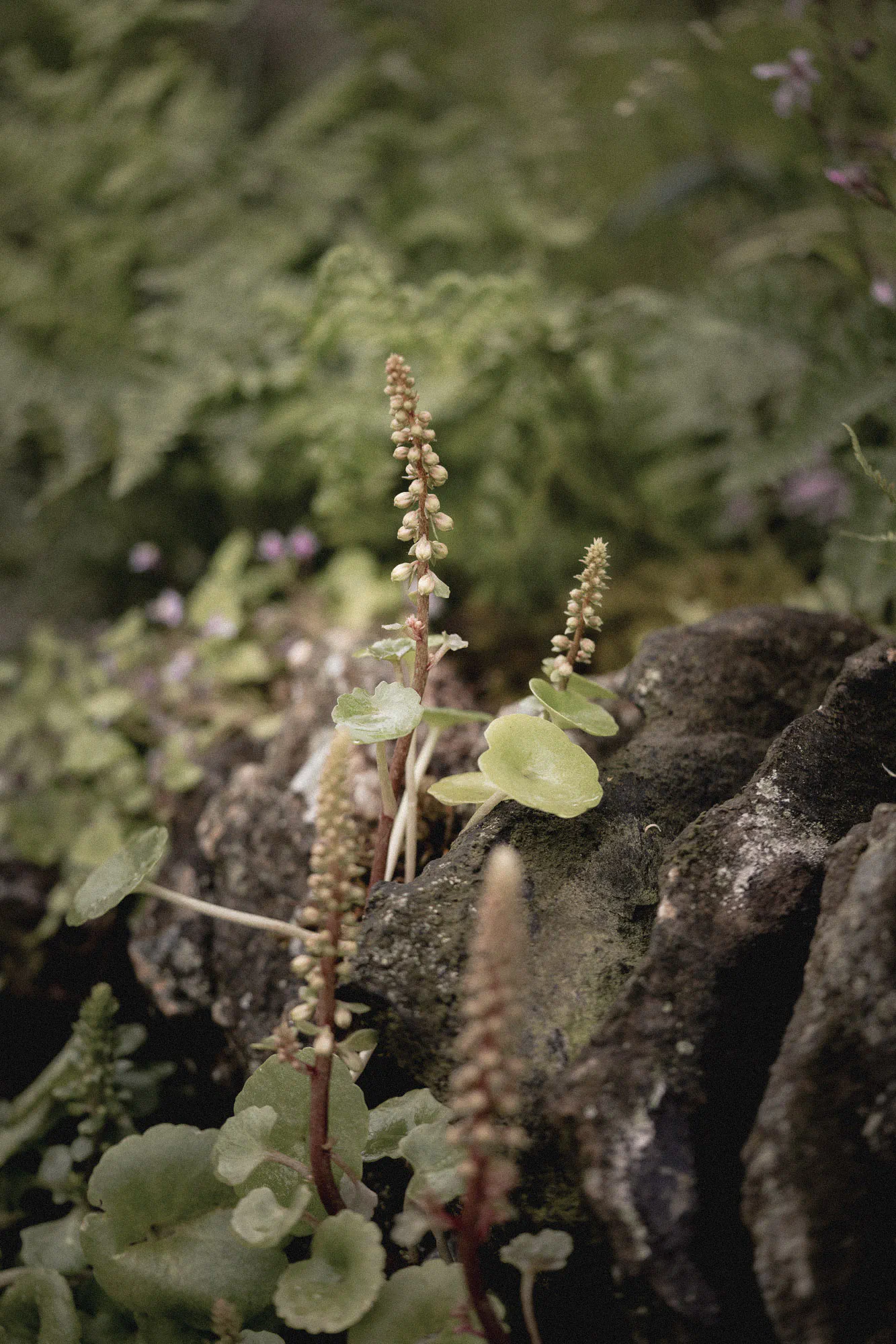 RHS Chelsea Forgotten Forests