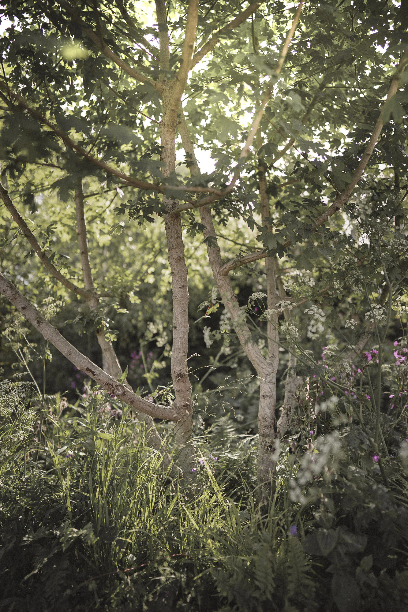 RHS Chelsea Forgotten Forests