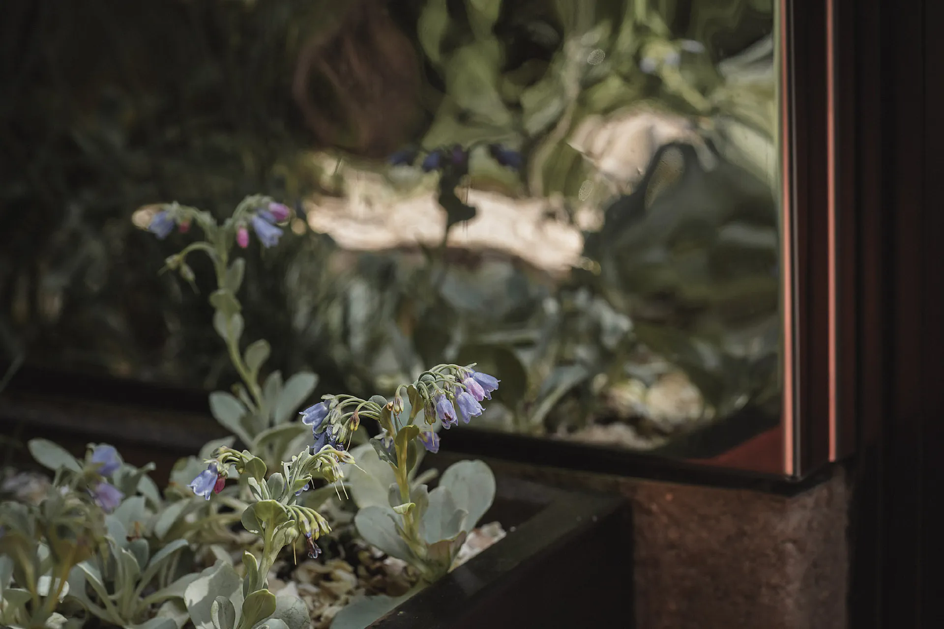 RHS Chelsea Blue Mind Garden